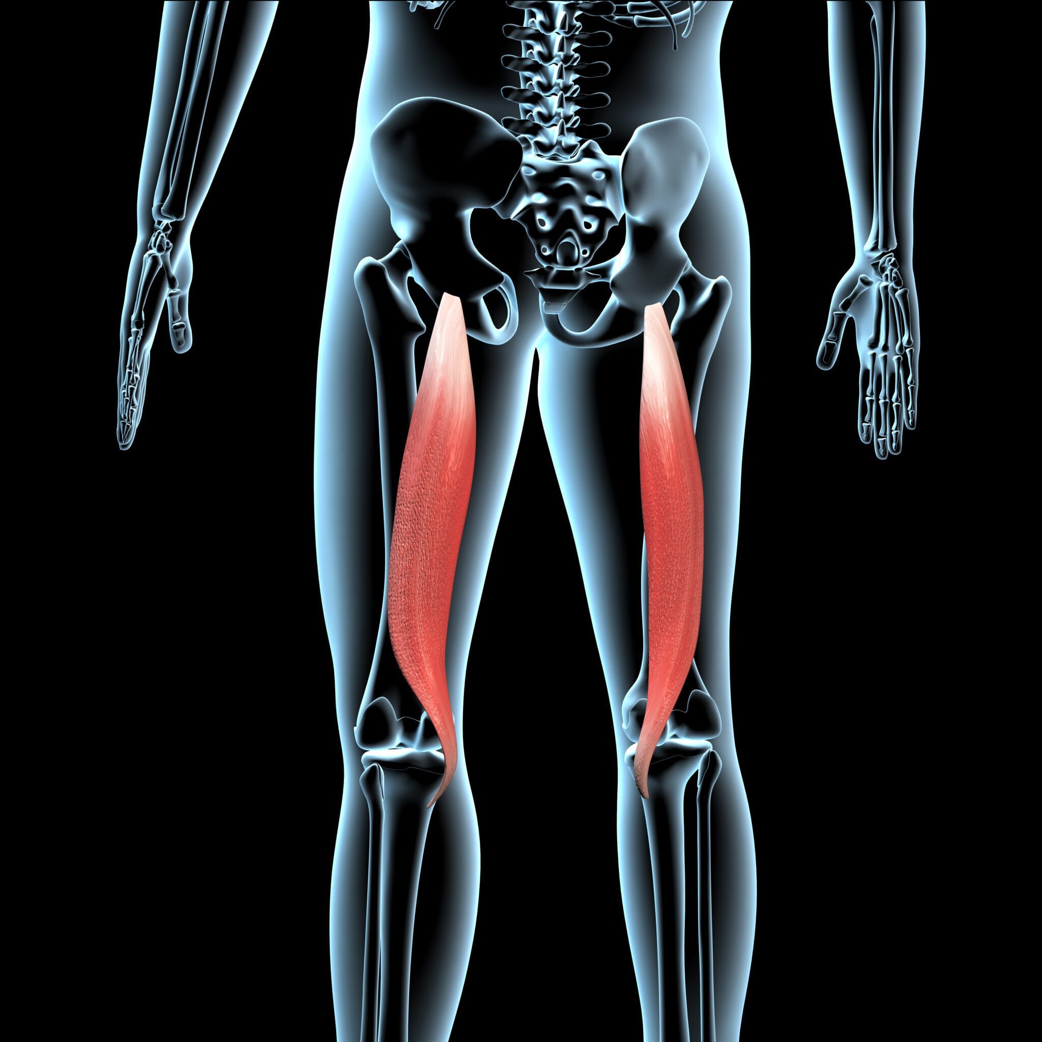 Adductor klachten Binnenkant Bovenbeen Running Solutions adductor-klachten-binnenkant-bovenbeen-running-solutions